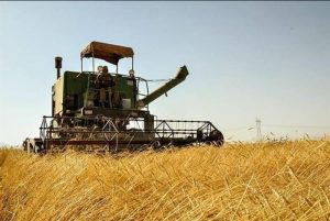 رئیس تعاون روستایی شهرستان اهواز خبر داد: خرید بیش از ۷۲ هزار تن گندم از کشاورزان اهوازی