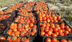 رئیس تعاون روستایی شهرستان بهبهان خبر داد:  از پیشرفت فیزیکی ۷۰ درصدی انبار یک هزار تنی تا خرید بیش از ۱۰ تن گوجه فرنگی