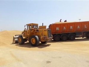 رئیس تعاون روستایی شهرستان اهواز خبر داد: خرید بیش از ۵۵ هزار تن گندم از گندمکاران شهرستان اهواز