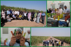 در راستای برگزاری سومین جشنواره ادبی شکرستان؛شاعران و داستاننویسان از نیشکر فارابی بازدید کردند/ خوزستان میزبان هنرمندان در سومین شکرستان ادبی شد