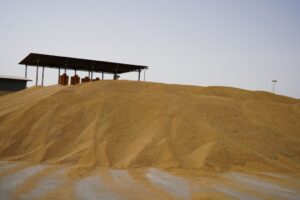 فرماندار اهواز خبر داد: خرید ۶۷ هزار تن گندم در اهواز