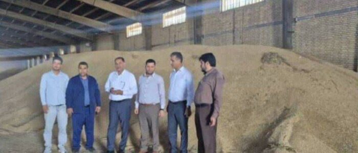 خرید گندم توسط شبکه تعاون روستایی شهرستان شوشتر از مرز ۸۰ هزار تن گذشت